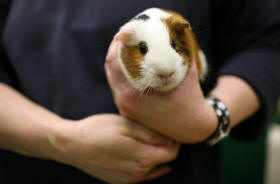 Guinea best sale pig jerky